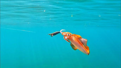 Squid Fishing Reel - ReelsDeal Fishing Sale NZ
